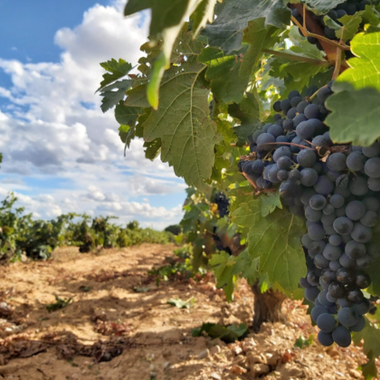 Comprar vinos en la Ribera del Duero en bodegas de calidad